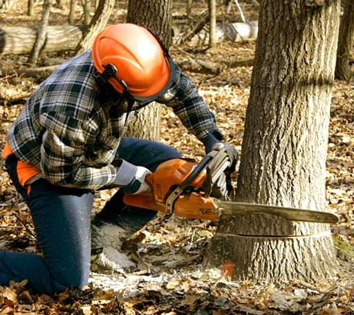 Tree Removal in Prairie Hill, TX